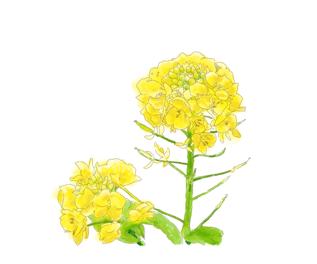 イラスト 菜の花 背景透過版 イラストレーター Konmachi