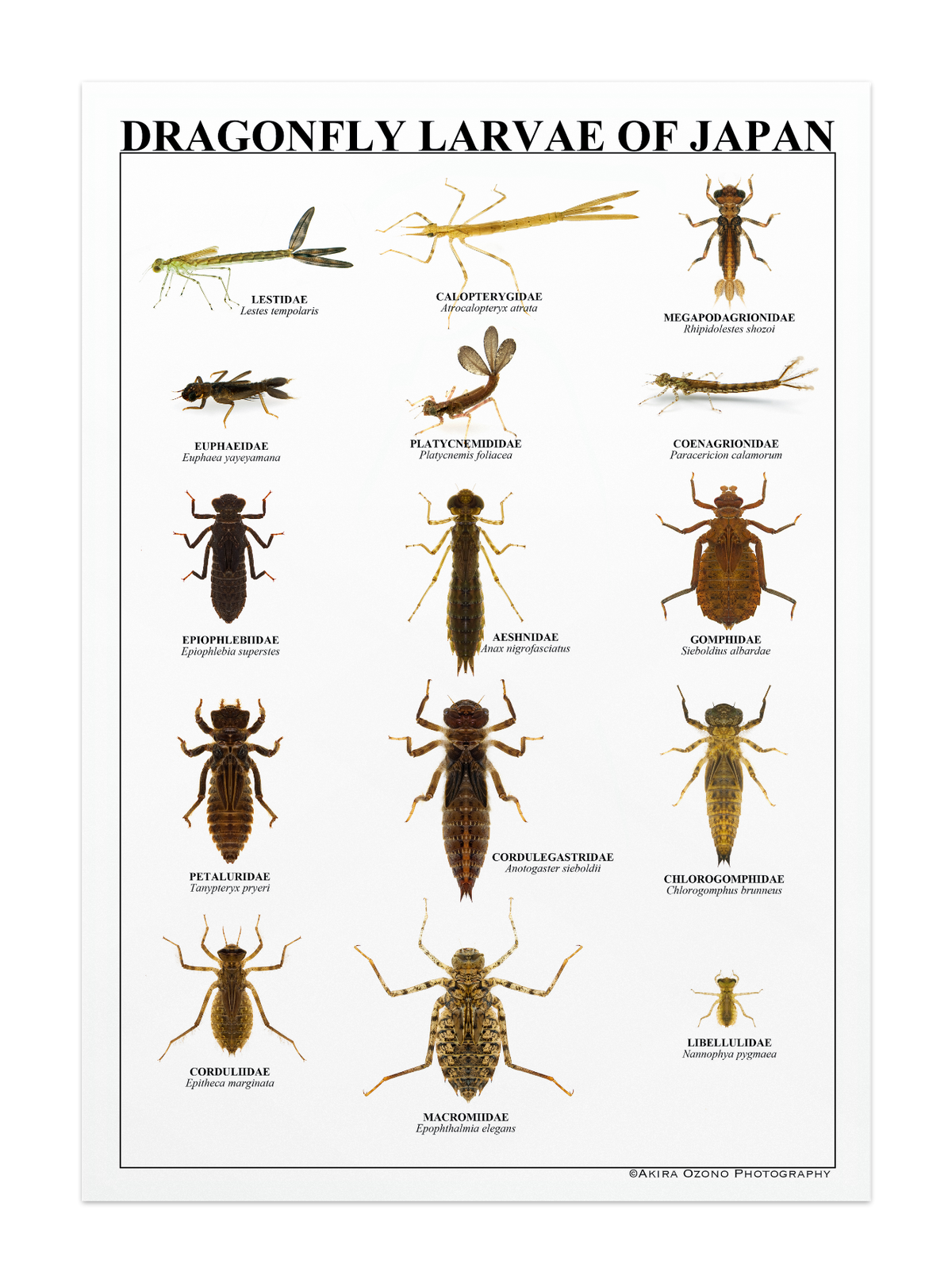 ポスター 日本のヤゴ Ozonophotography