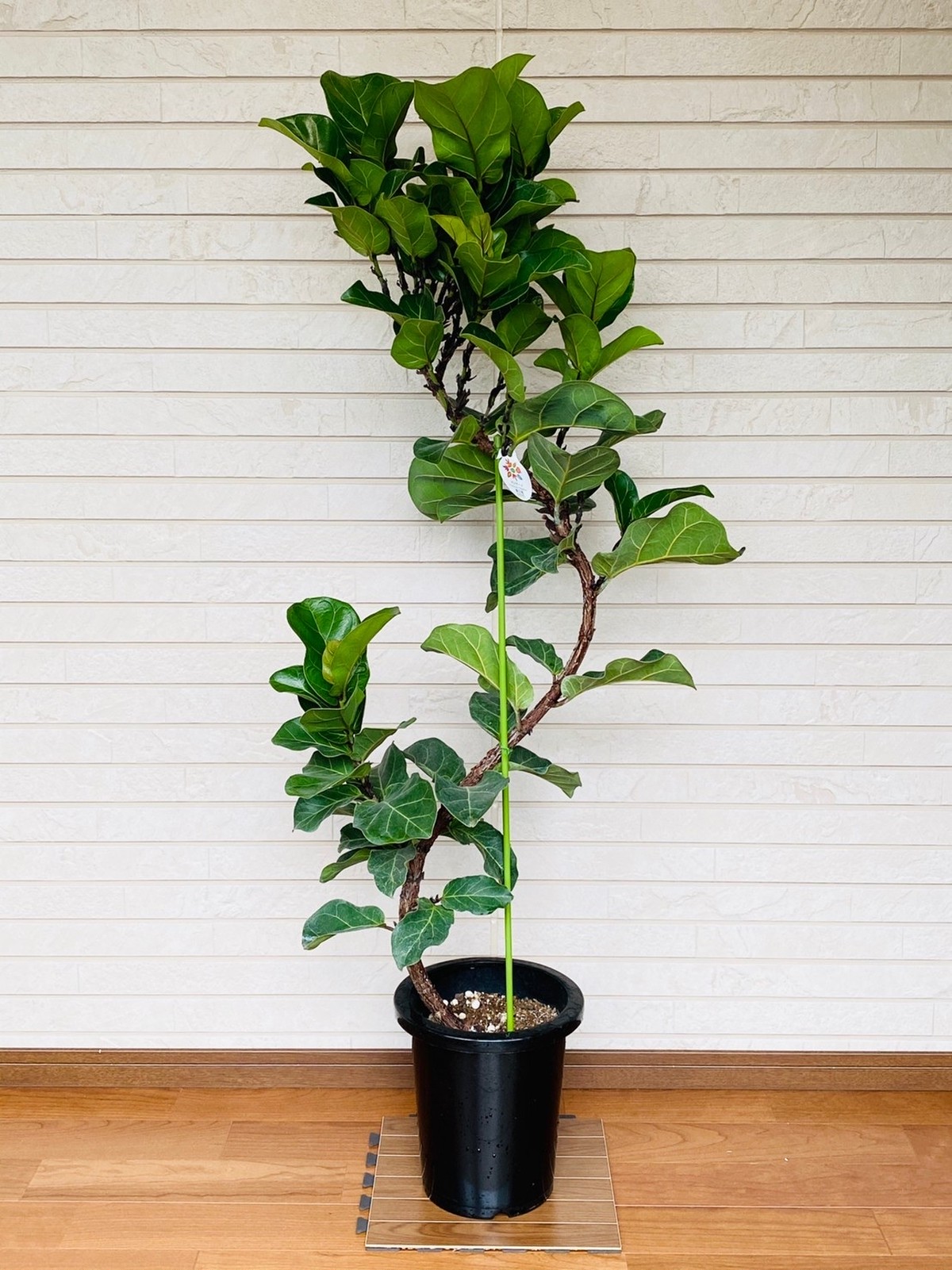 商品追加値下げ在庫復活-観葉植物 造花 約幅9•0cm フィカス 7号鉢対応