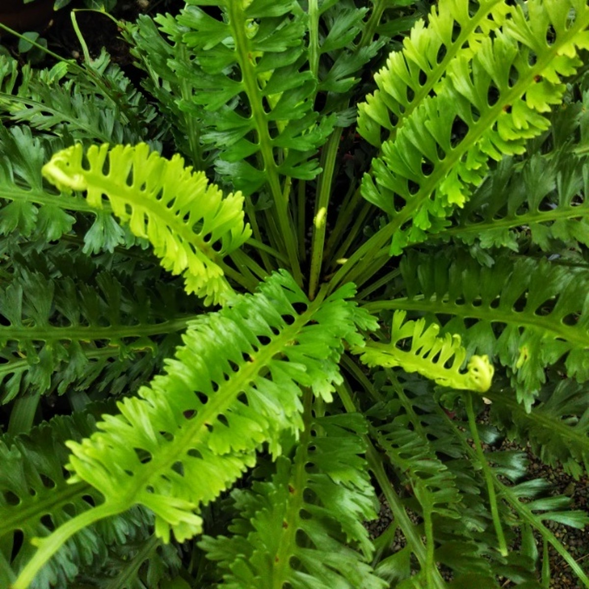 アスプレニウム ケンゾイ10 5cmポット苗 Hanazukin 花ずきん 農家直送の花苗 シンビジュームの花束
