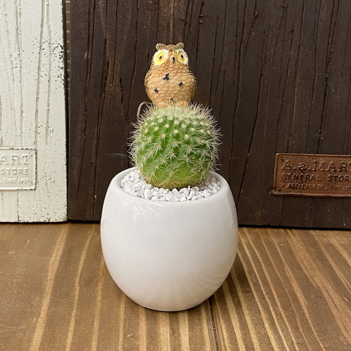 受注生産品 ふくろう 丸サボテン 観葉植物 Sp Br さぼてん カクタス インテリア グリーン ミニチュア かわいい 動物 フィギュア 三和ポチット