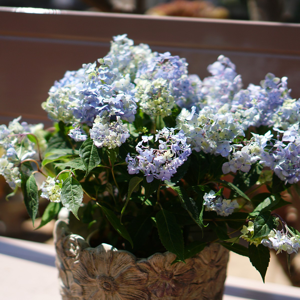 吉岡麗子さんの山紫陽花 ライトパープル Plants Shanty Rin