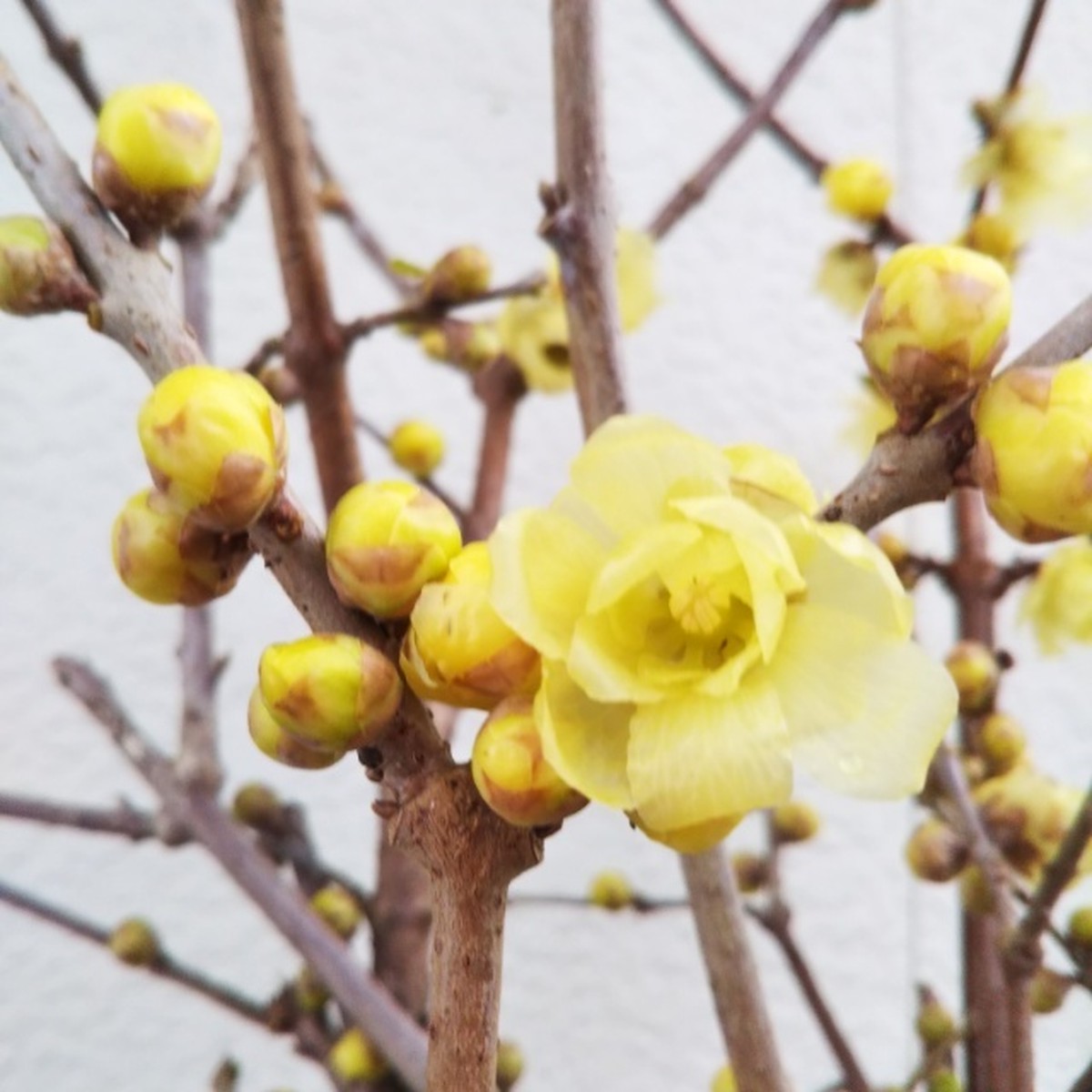 ロウバイ 黄色10 5cmポット苗 Hanazukin 花ずきん 農家直送の花苗 シンビジュームの花束