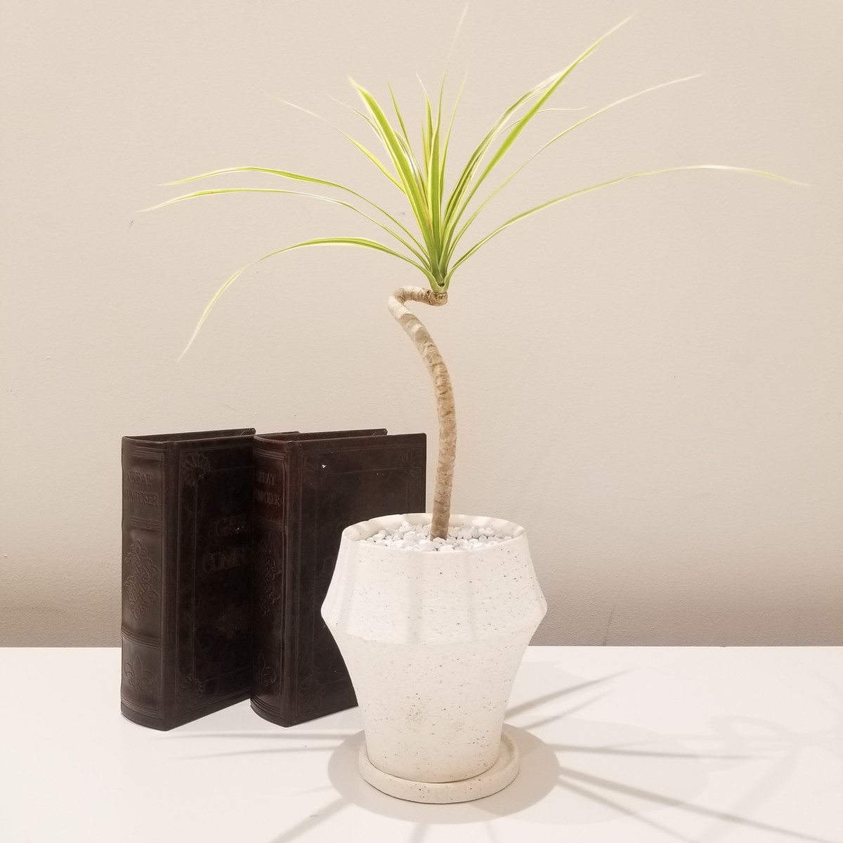 Foliage Plant ドラセナ コンシンネ現品 フラワーギフト専門店 Conoka Online Shop お花や観葉植物で記念日を彩る