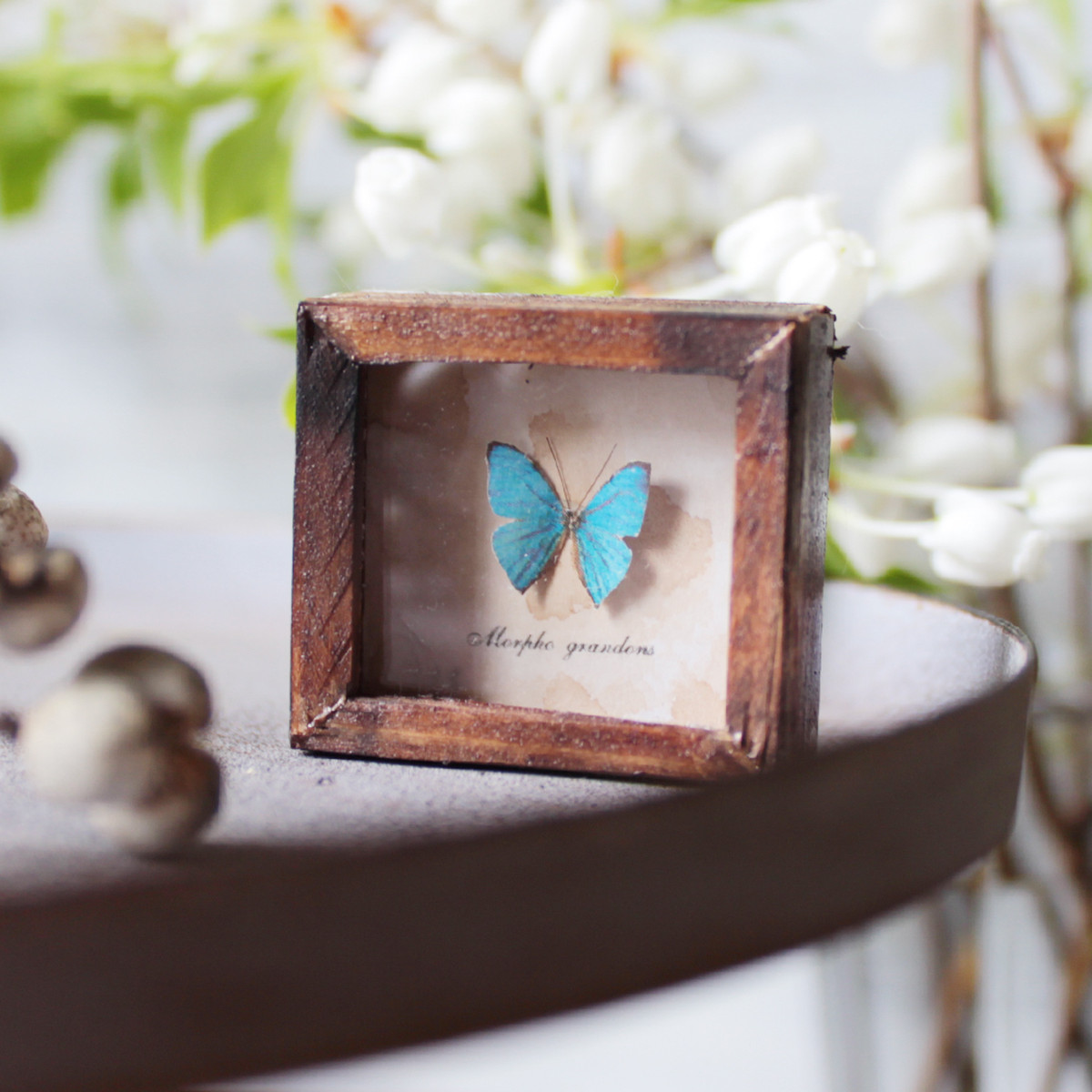 蝶のミニチュア標本箱 モルフォチョウ 胡蝶の夢 追憶の蒐集