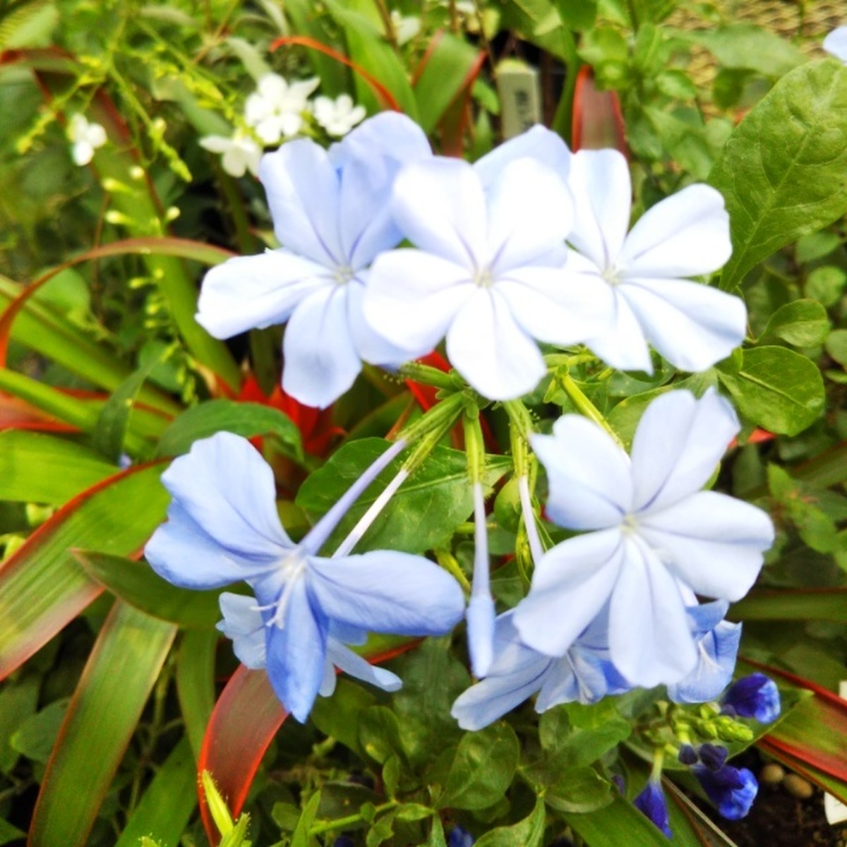 ルリマツリ10 5cmポット苗 Hanazukin 花ずきん 農家直送の花苗 シンビジュームの花束