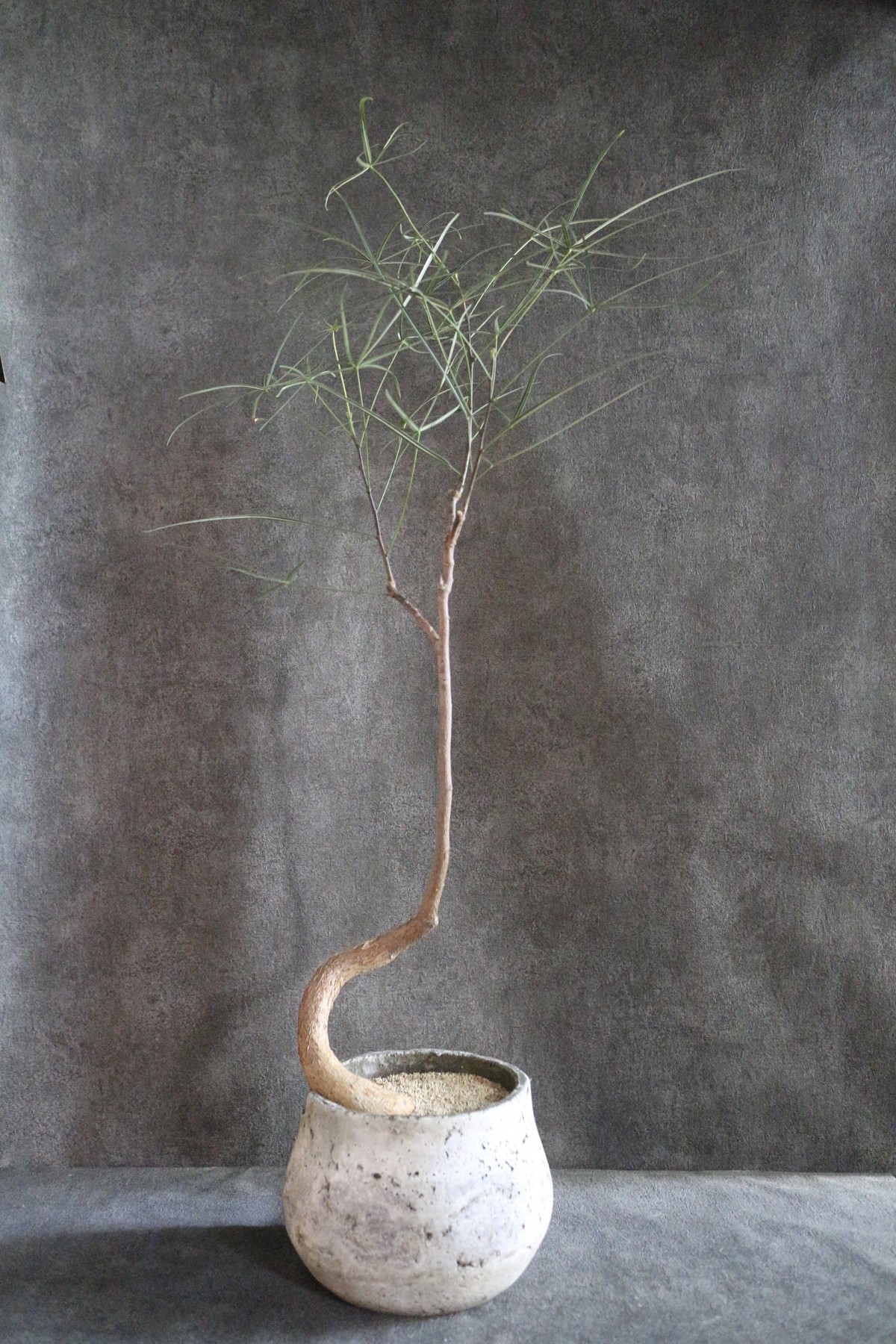 ブラキキトン ボトルツリー Jujumaru Webshop