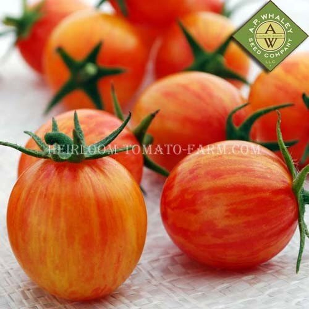 Heirloom Tomato Sunrise Bumble Bee エアルーム トマト サンライズ バンブル ビー 登録 契約栽培品種 やつデポ 八ヶ岳ボタニカルラボ