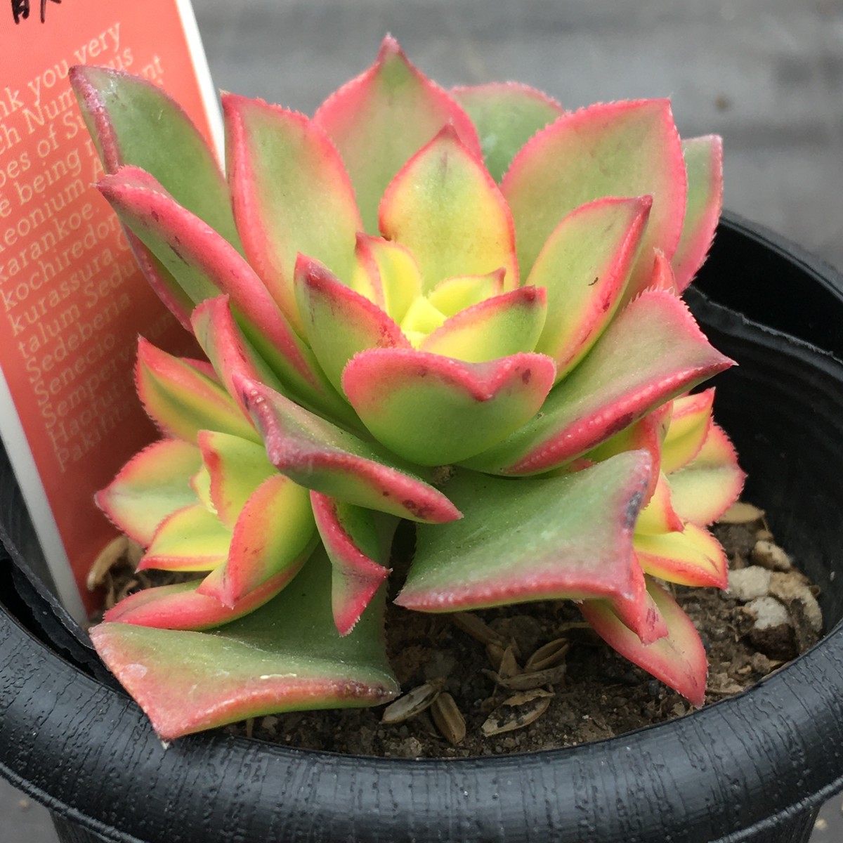 夕映え アエオニウム Rupo 多肉植物専門店