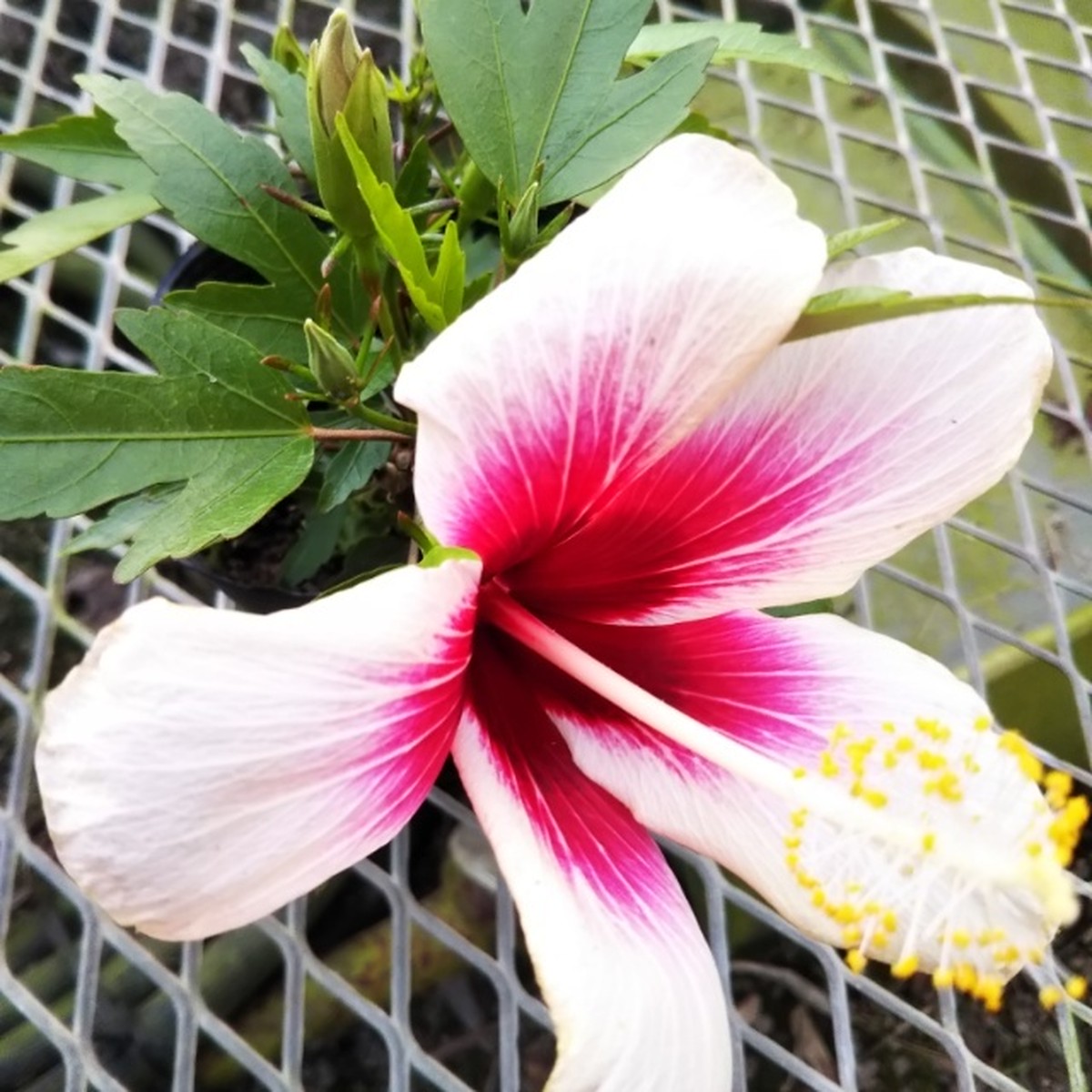 原種系ハイビスカス10 5cmポット苗 Hanazukin 花ずきん 農家直送の花苗 シンビジュームの花束