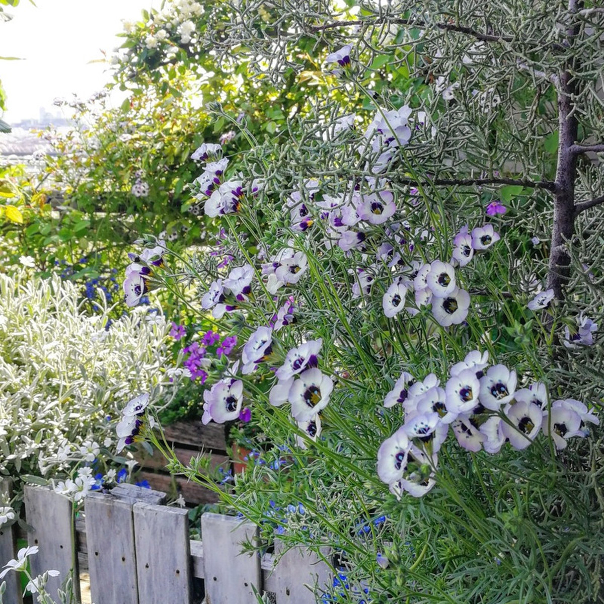 ギリア トリコロール Gilia Tricolor 天空のバラ園 無農薬バラ苗 花苗 クレマチス ハーブ産直販売