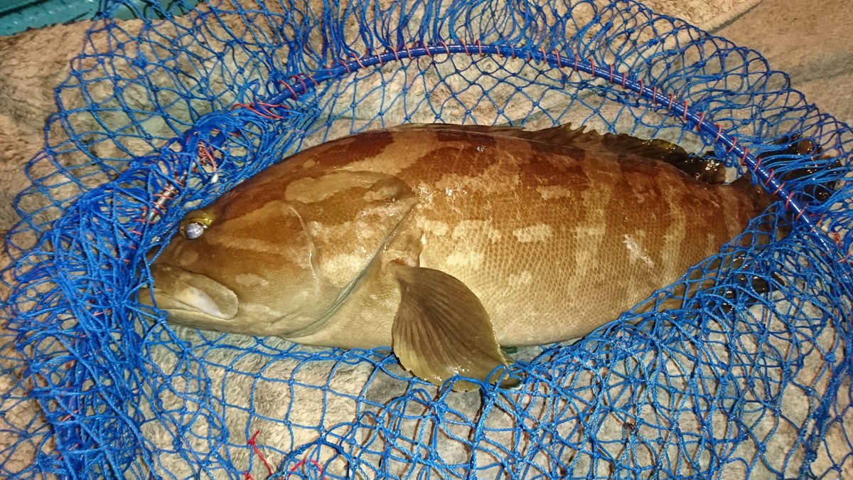 天然釣り 沖締め天然クエ 山陰海鮮 嵩海丸