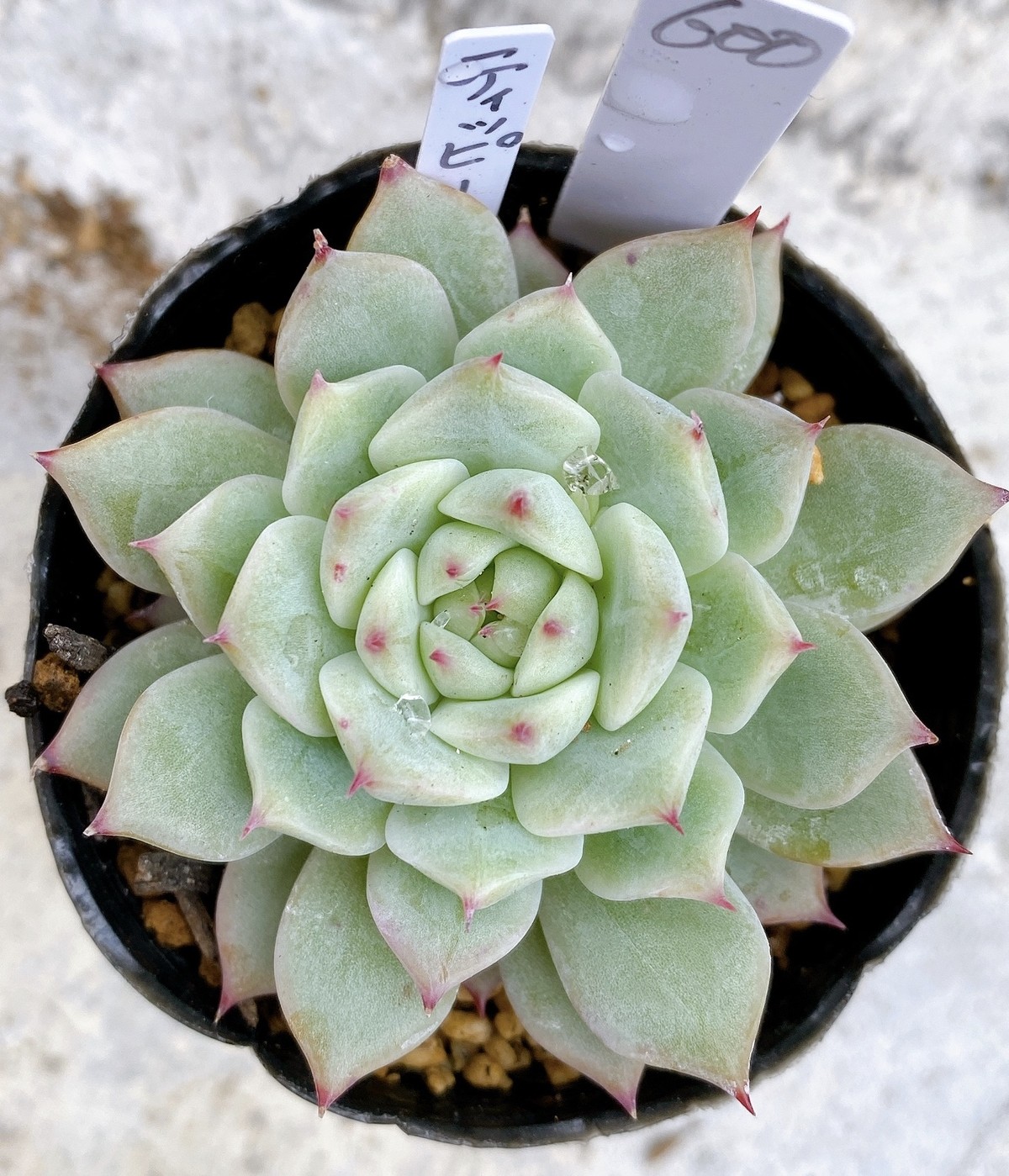 在庫処分セール 確認用 多肉植物 ティッピー 抜き苗 春物がお買い得 週末限定sale Concejodebarranquilla Gov Co