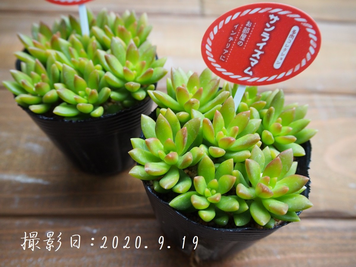 多肉コレクション サンライズマム セダム属 2 5号 多肉植物 多肉植物とガーデン雑貨 Macherie マシェリ