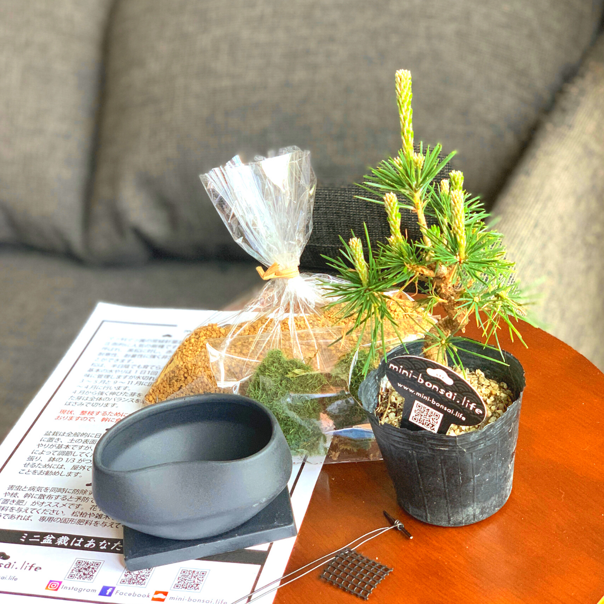 おうちでミニ盆栽 黒松 Mini Bonsai Life