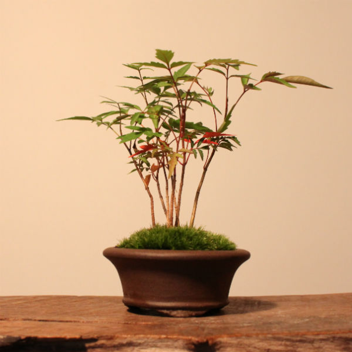 雑木盆栽 ハゼ 盆栽と山野草の植物店 八百日 Yaoca Bonsai Plants