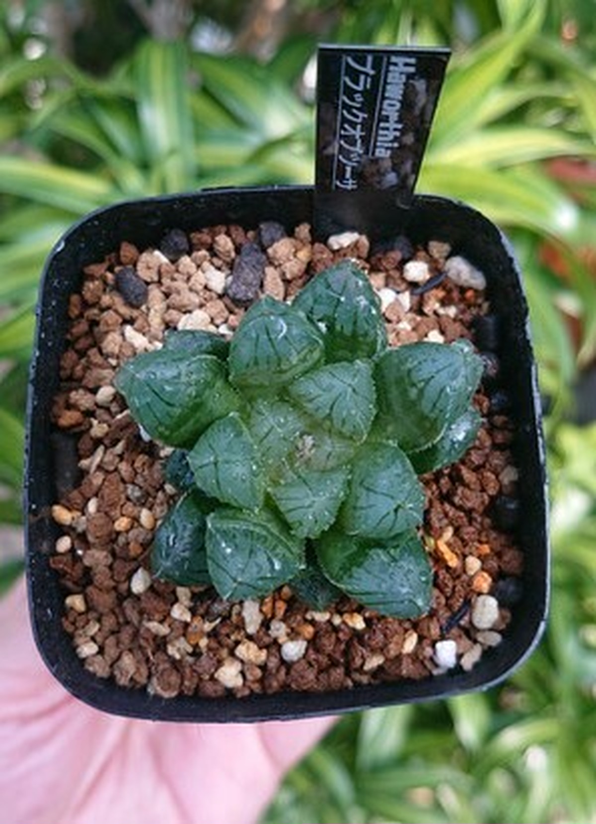 多肉植物 ハオルチア ブラック オブツーサ 送料全国一律500円 多肉植物ハオルチア アガベ サンスべリアの店mellowgarden