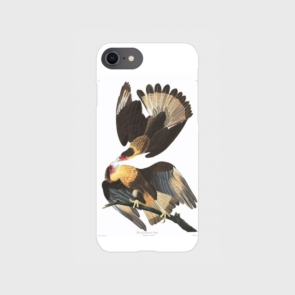 カンムリカラカラ Iphoneケース Gallery In Cases