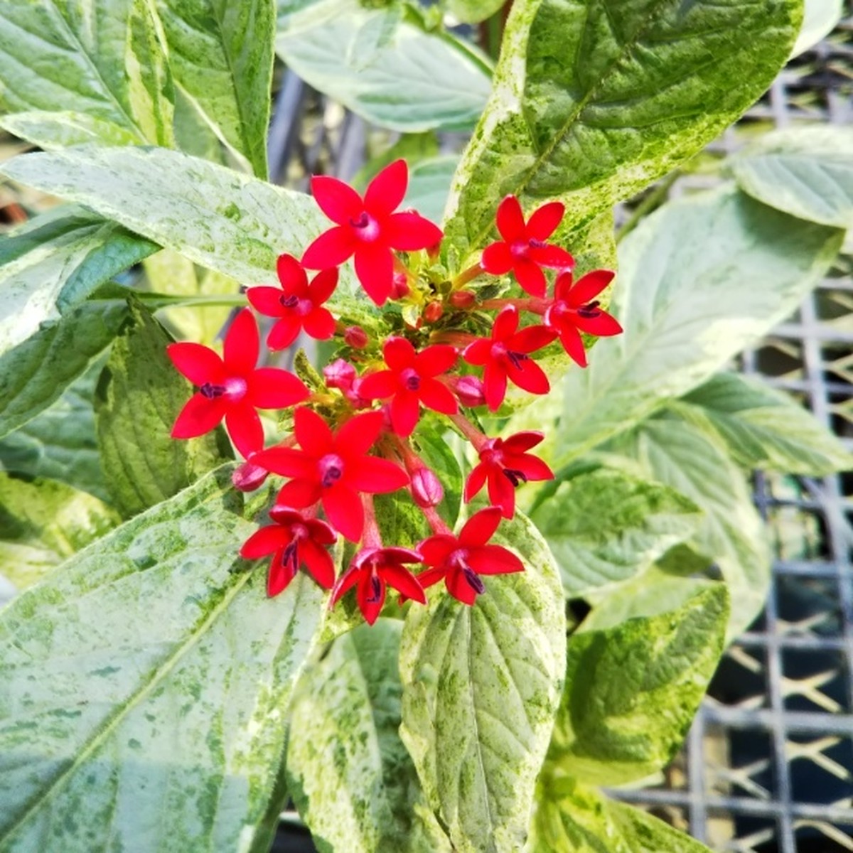 斑入りペンタス10 5cmポット苗 Hanazukin 花ずきん 農家直送の花苗 シンビジュームの花束