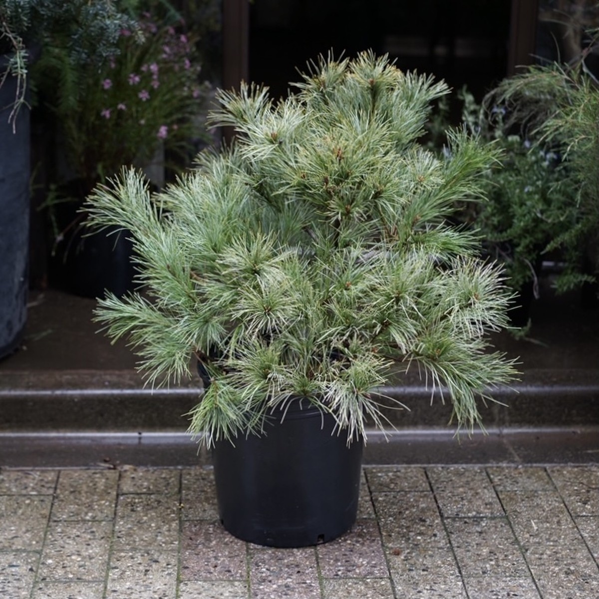 ストローブ松 ブルーシャグ 屋外 ハナと枝