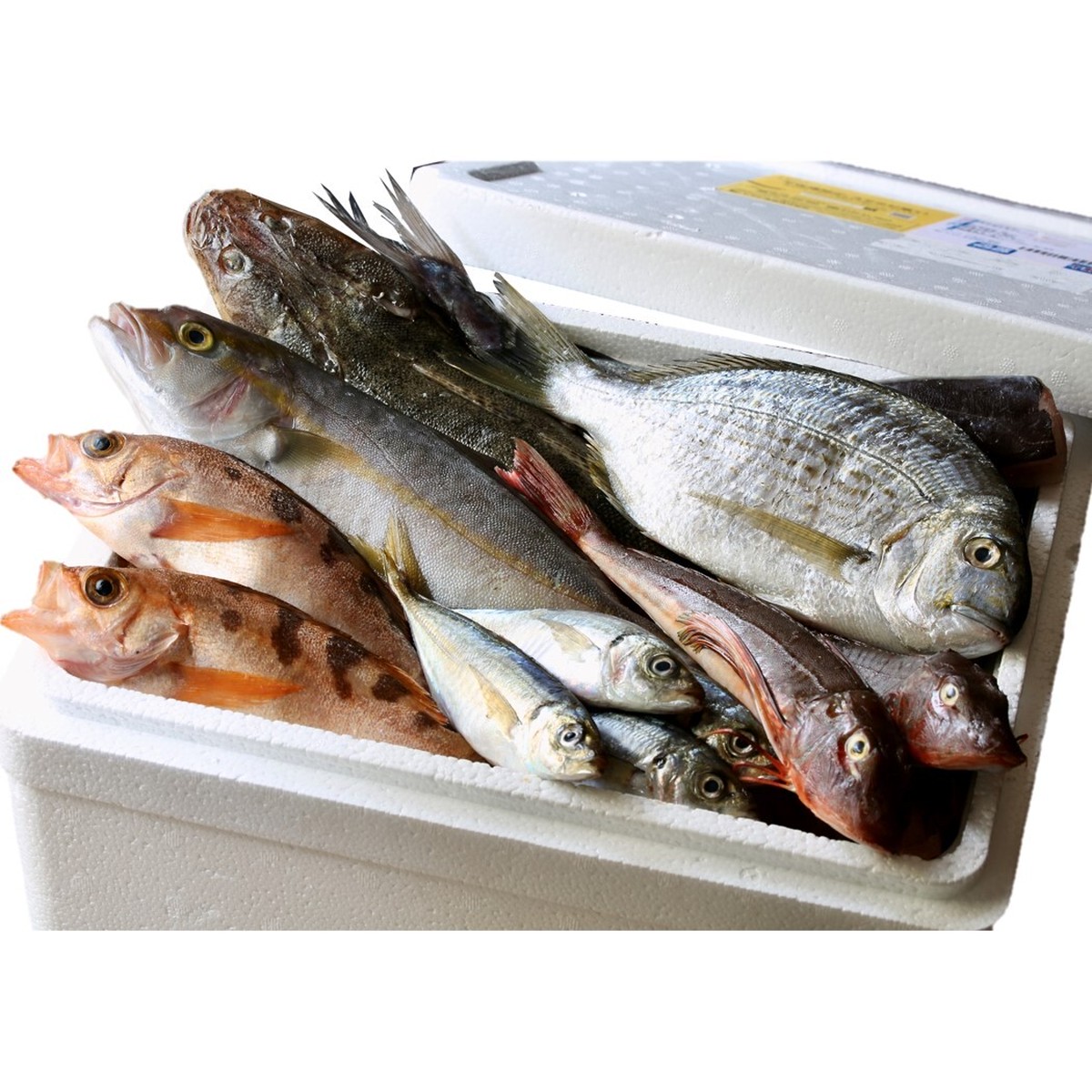 お魚定期便 月1 全3回 刺身 魚卓お試し鮮魚セット 茅ヶ崎産 釜揚げしらすサービス 湘南茅ヶ崎 顔の見えるお店