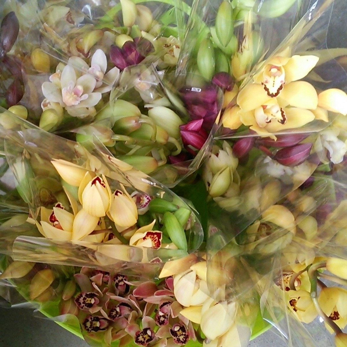 訳あり シンビmixのミニ花束 Hanazukin 花ずきん 農家直送の花苗 シンビジュームの花束