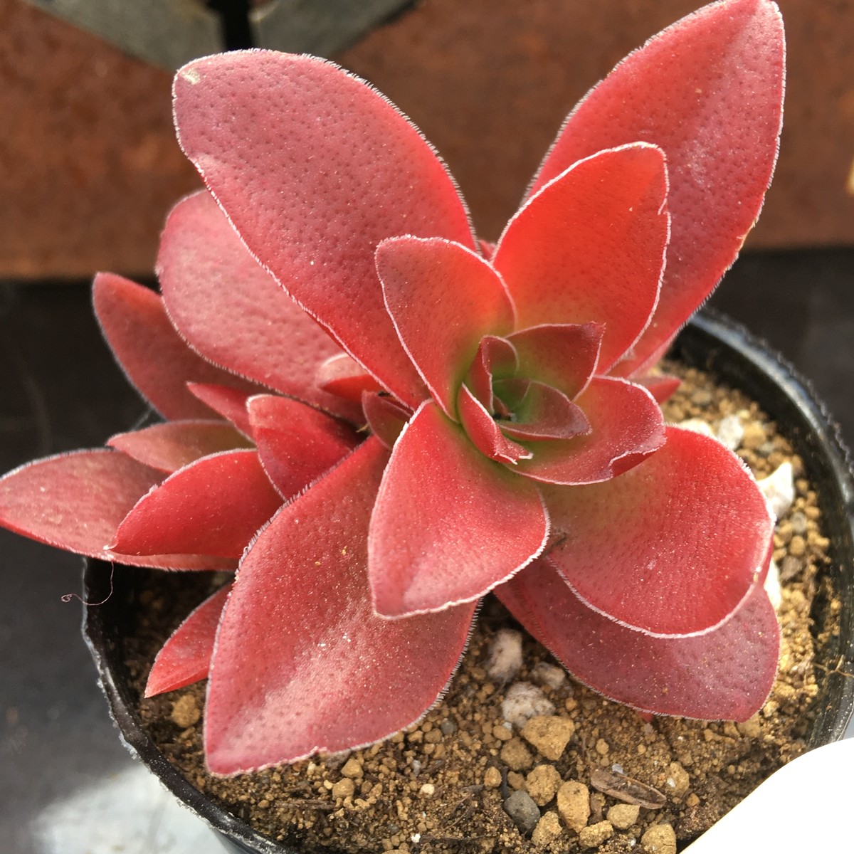 紅葉祭 Rupo 多肉植物専門店