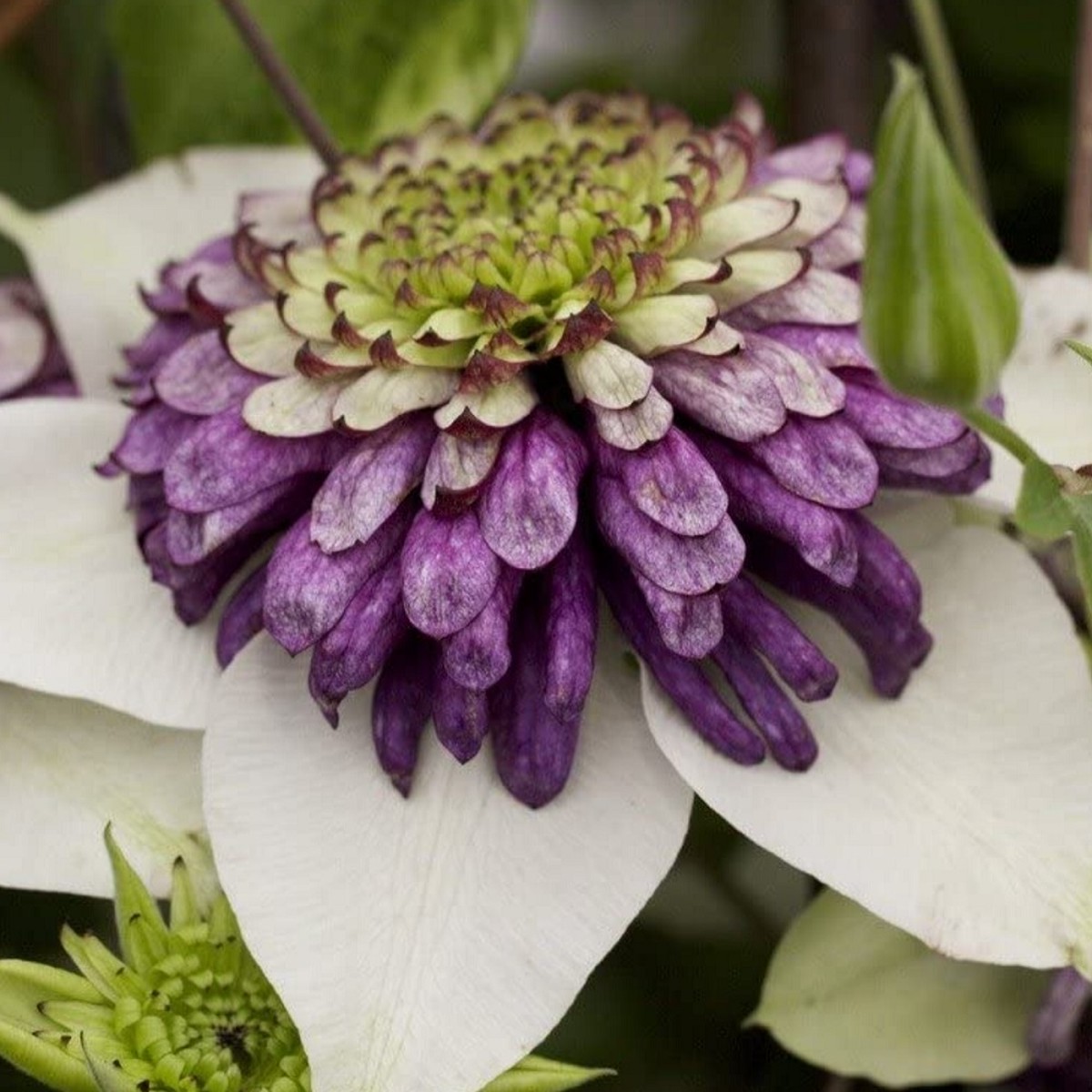 ビエネッタ Viennetta 21年度新苗 お届けは21年4月上旬頃以降 注意 クレマチス以外と一緒に注文出来ません 天空のバラ園 無農薬バラ苗 花苗 クレマチス ハーブ産直販売