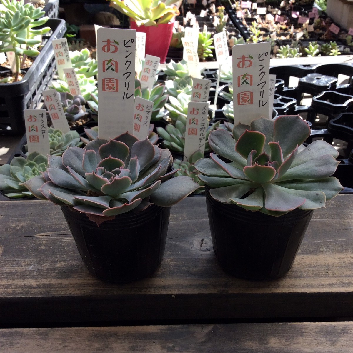 最高の 58 White Pit様専用 多肉植物 21年春夏再入荷 Destinationmadrid Fr