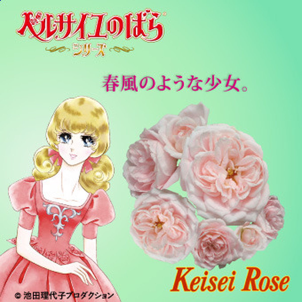 緊急入荷 この春に ガーデンのシンボルに ベルサイユのばら ロザリー ラ モリエール Rosalie Lamorliere 新苗 1個 ビニールポット ひろしま専門店 ビーグラッド