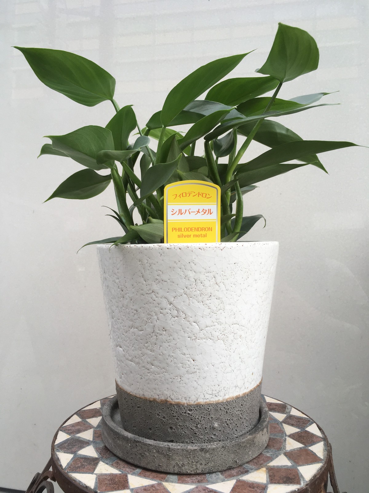 フィロデンドロン シルバーメタル 陶器の鉢 グレー 付き Flowershop Kaliang
