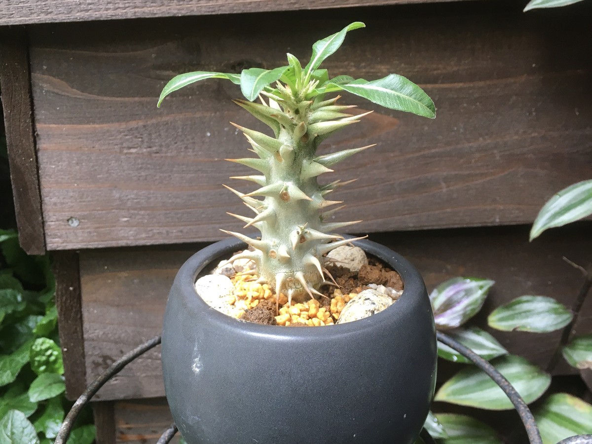 パキポディウム ホロンベンセ 多肉植物デイジーアンドビー