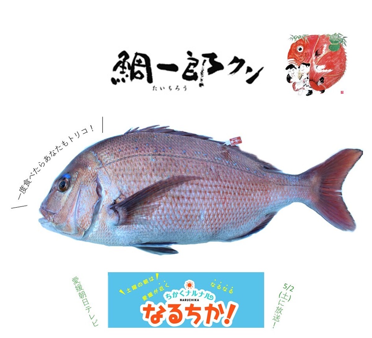天然を超える高級鯛 やみつきもちもち食感の 鯛一郎クン 丸ごと１尾 冷蔵 宇和島プロジェクト