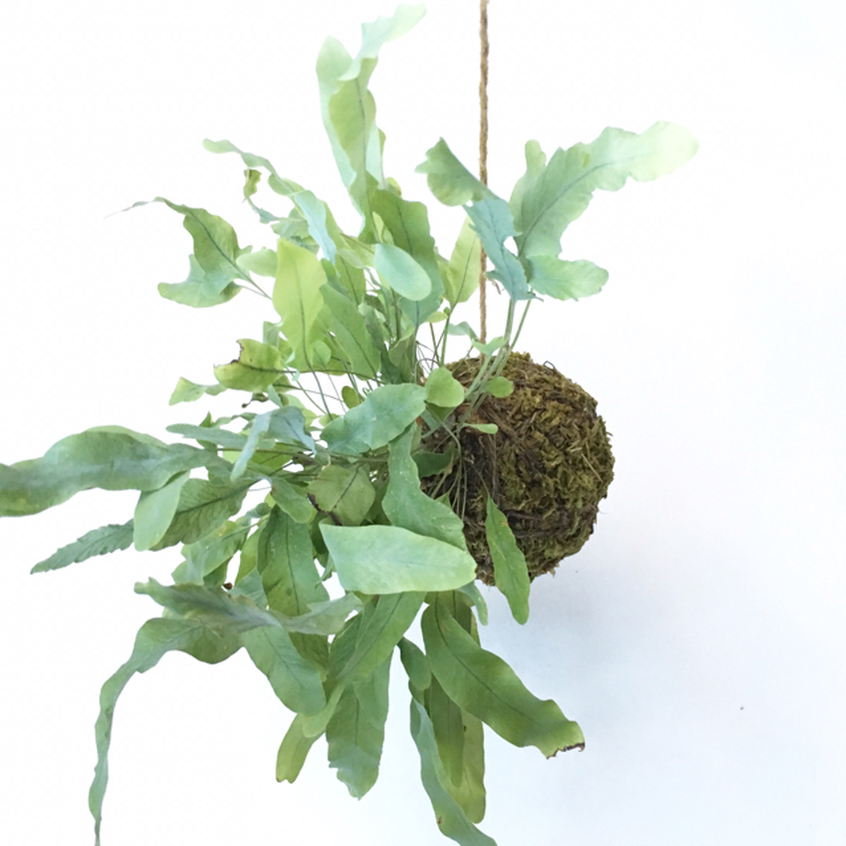 フレポディウム オーレムブルースター Greenshare