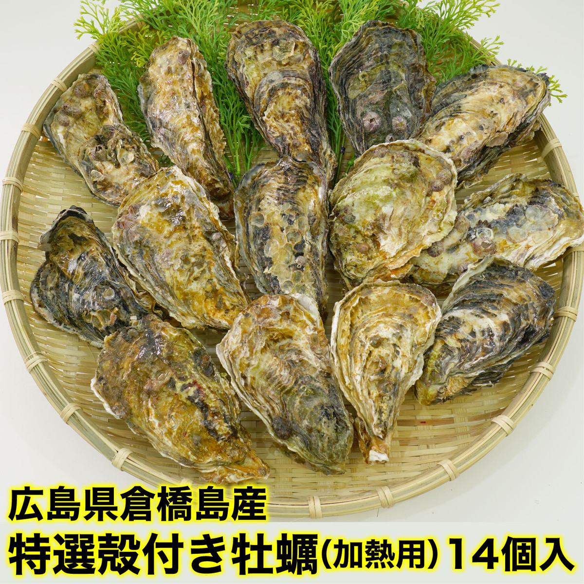 送料込 広島県倉橋島産 特選殻付き牡蠣 加熱用 12月 3月末 14個入 大畑大介商店