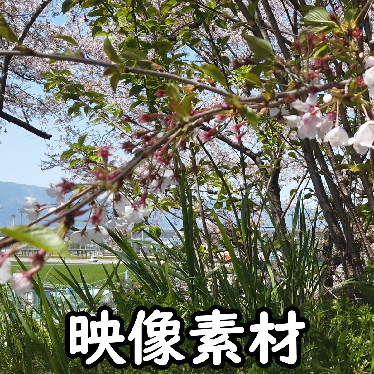 映像 動画素材 日本の桜 サクラ さくら Letsshare