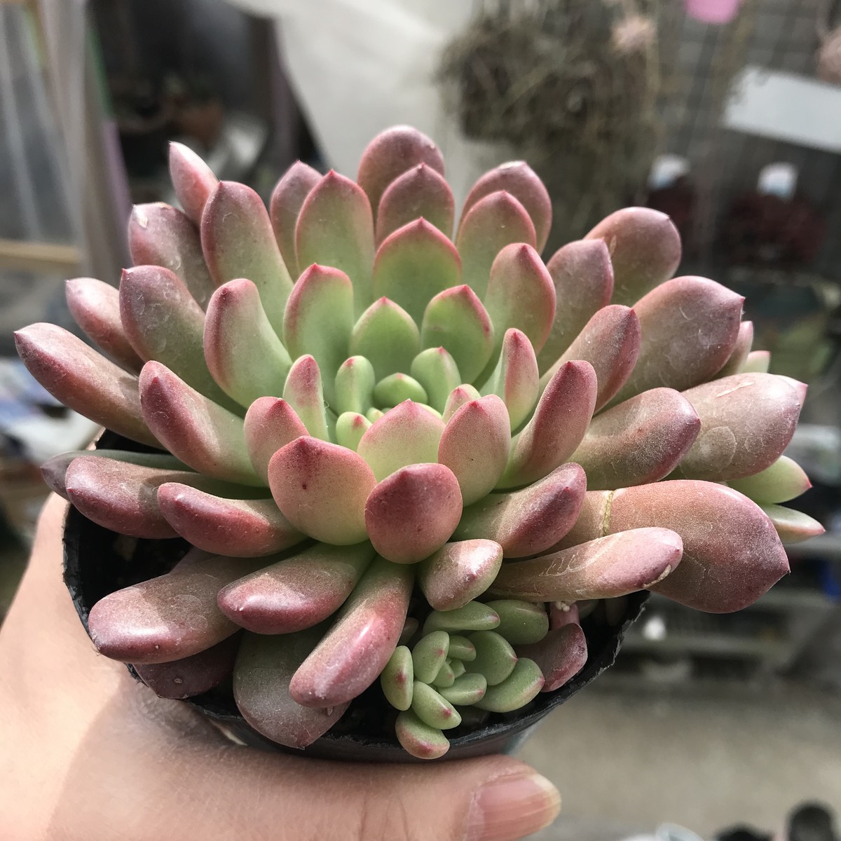 在庫あり 即納 多肉 ピンクルビー錦 派手な色斑 ちびっこ付き Saleアイテム Kotsadoroiladas Gr