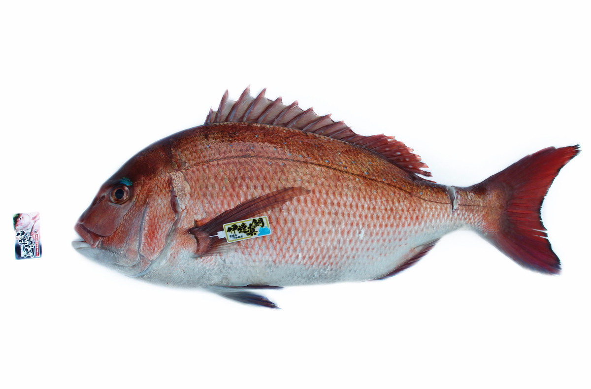 全国の料理店様ご愛用 旨味たっぷり 伊達真鯛 丸ごと１尾 冷蔵 宇和島プロジェクト