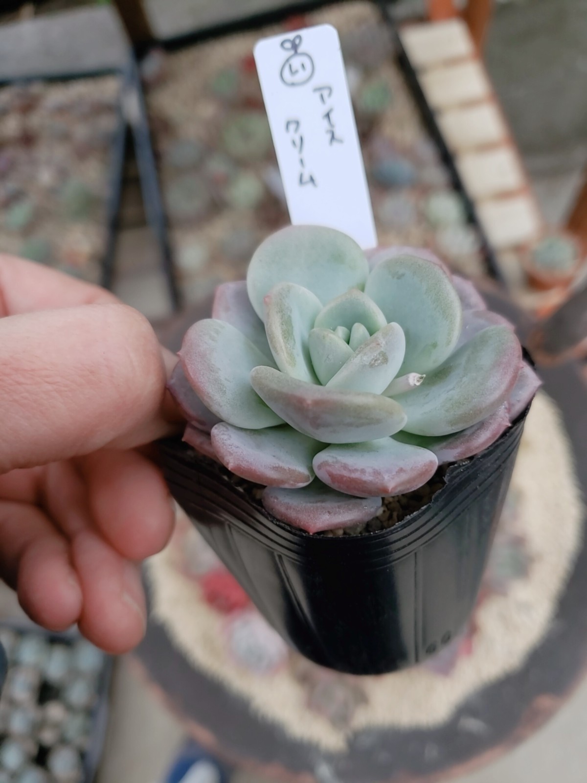 多肉植物 アイスクリーム 多肉屋 芽吹