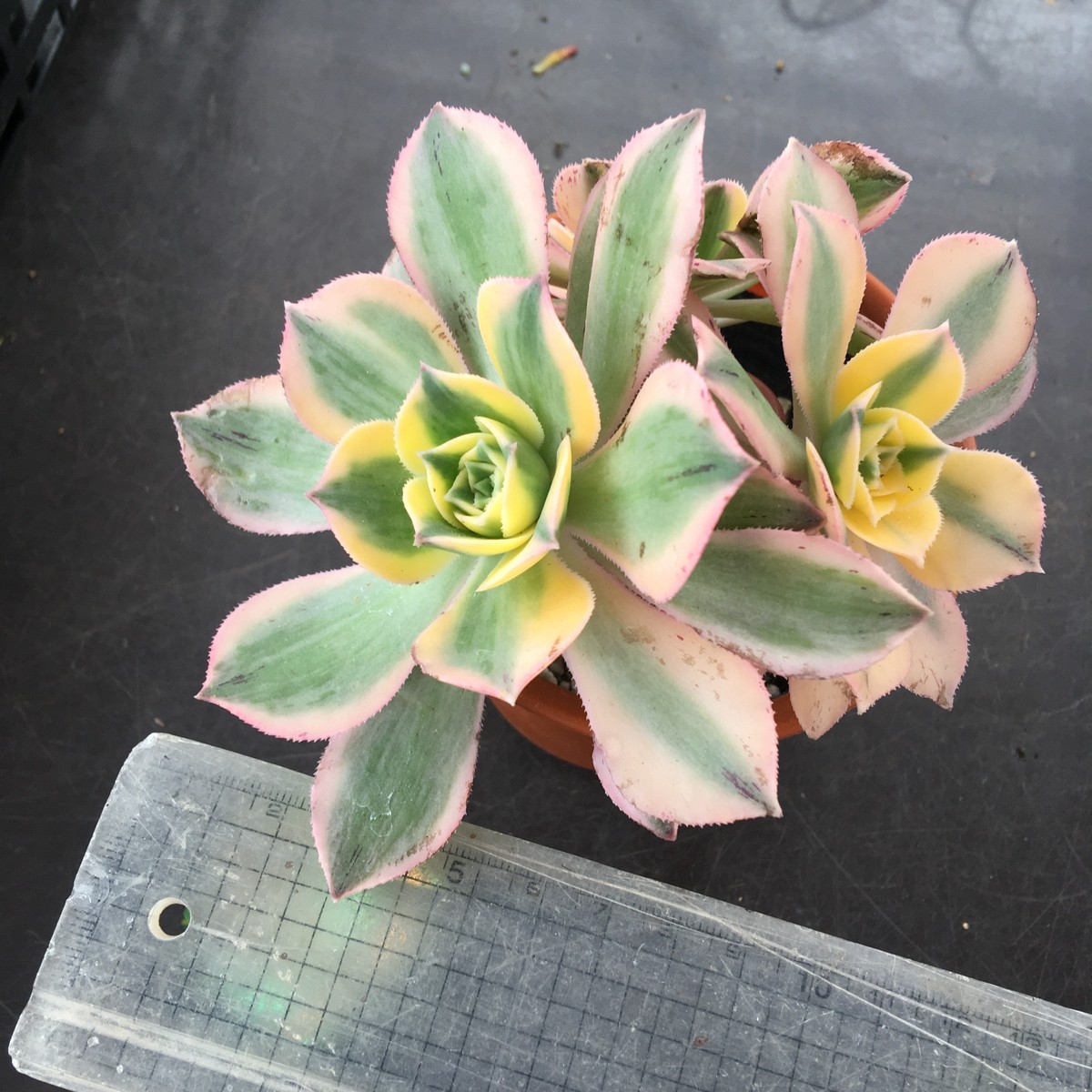 愛知県k様ご注文サンバースト 多頭 アエオニウム Rupo 多肉植物専門店