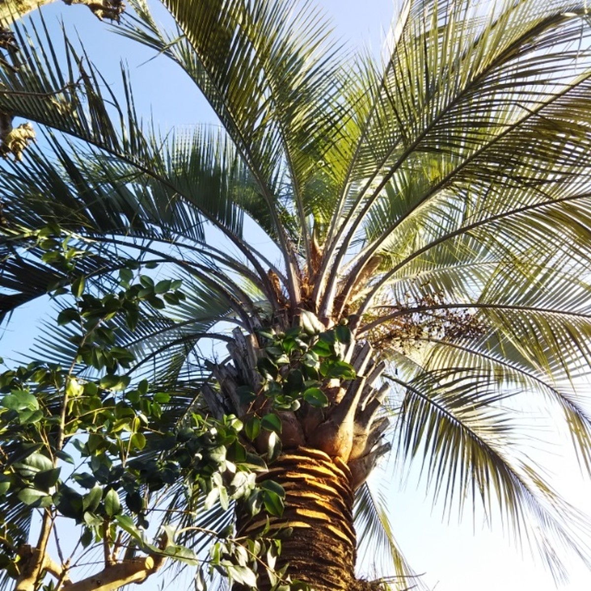 ココスヤシ オーストラリス5寸ポット苗 Hanazukin 花ずきん 農家直送の花苗 シンビジュームの花束