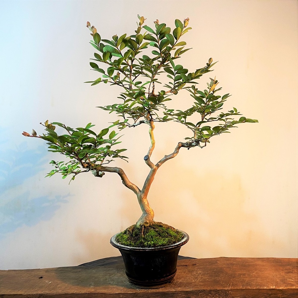 花物盆栽 サルスベリ 盆栽と山野草の植物店 八百日 Yaoca Bonsai Plants