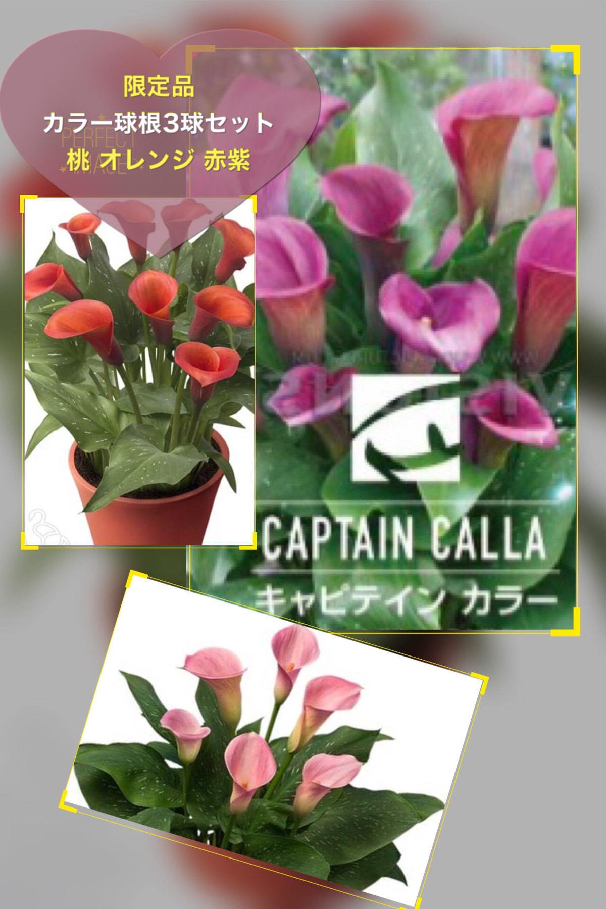 カラー球根 ３球セット 限定品 ｇreen L