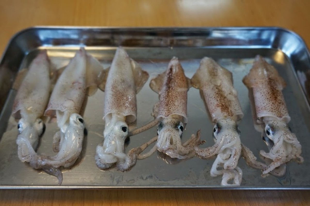 プロ釣りエサ 底引網漁の小イカ ヒイカ 冷凍 生 釣り用 300ｇパック 8袋 Fish Bullet 瀬戸内の漁師のお店