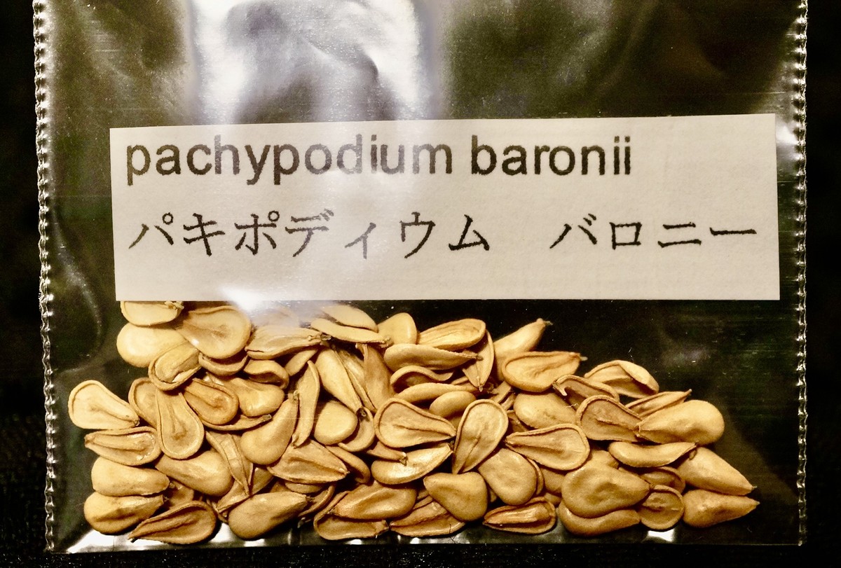 パキポディウム バロニー Pachypodium Baronii 種子 10粒 Caudex Farm