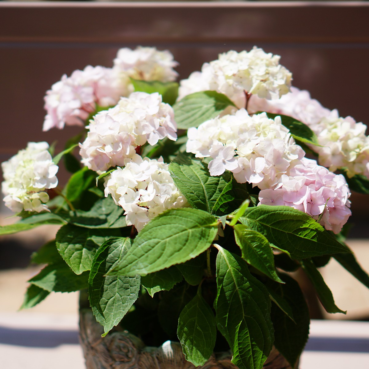 吉岡麗子さんの山紫陽花 ホワイト Plants Shanty Rin