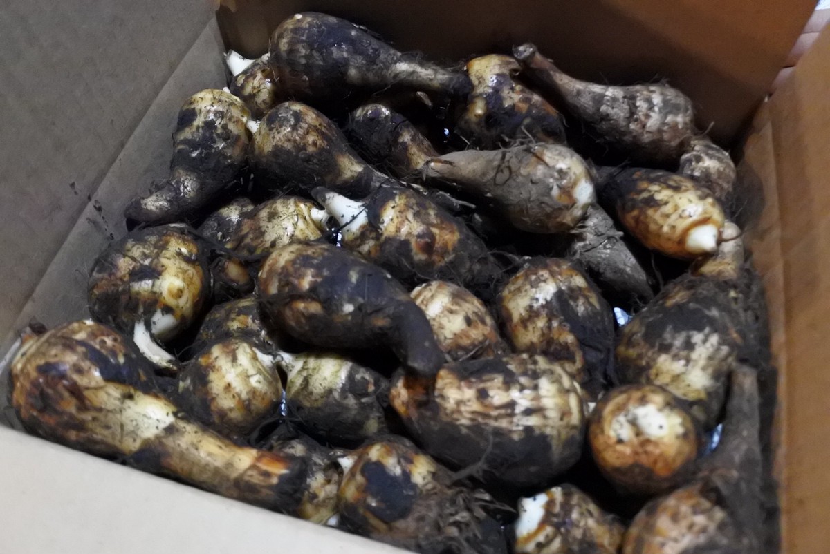 つるのこ芋 1 8キロ入り Jiro Farm Masami S Kitchen