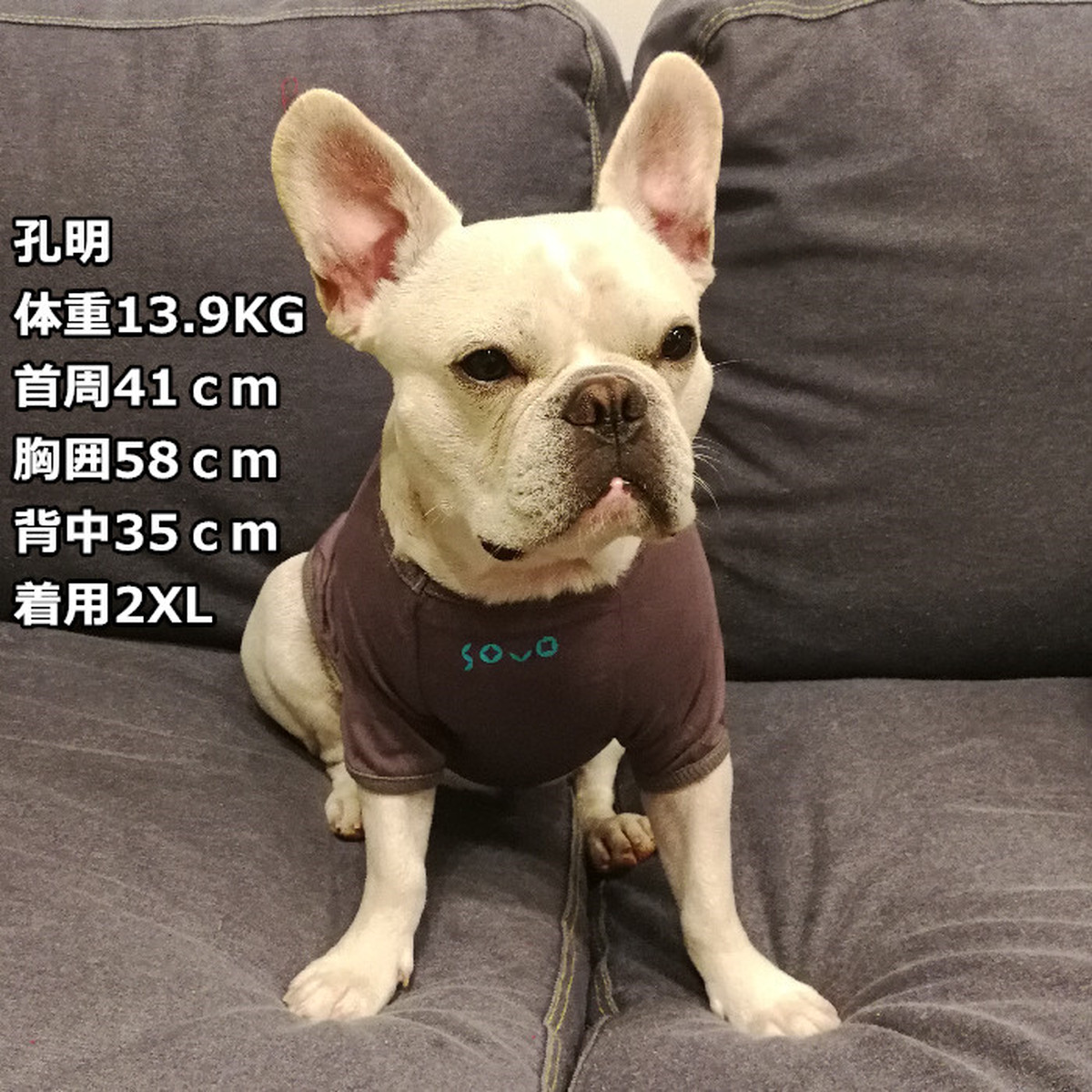 Km109ts フレブル 犬服 ペットウェア ドッグウェア Tシャツ Sovo ソボ 消臭天竺 Dearkm フレンチブルドック孔明