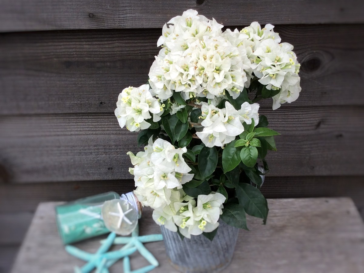 ブーゲンビリア 球咲き ホワイト Malino