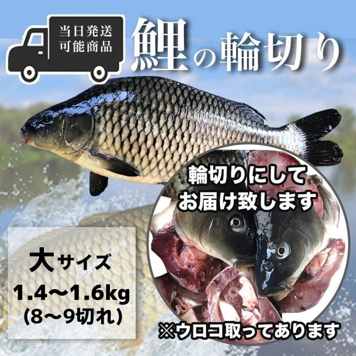 鯉の輪切り 大サイズ 一匹 厚さ選択可 活鯉時1 4 1 6kg 食用鯉 切り身 コイ 販売 鯉こく用 煮付け用 13時まで当日出荷 Gw 営業 鯉のあらい フナの甘露煮 ナマズ切身 活ドジョウ 美味しい川魚 ハスミフーズ